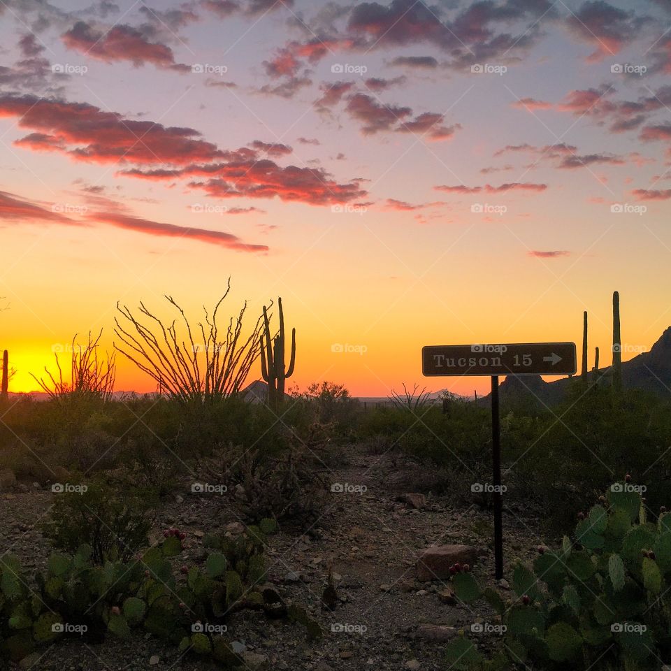 Desert Landscape - Tucson, Arizona 