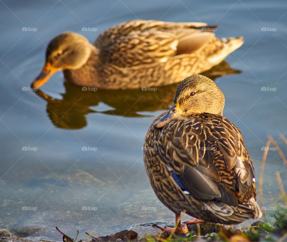 Duck resting on a lake shore 