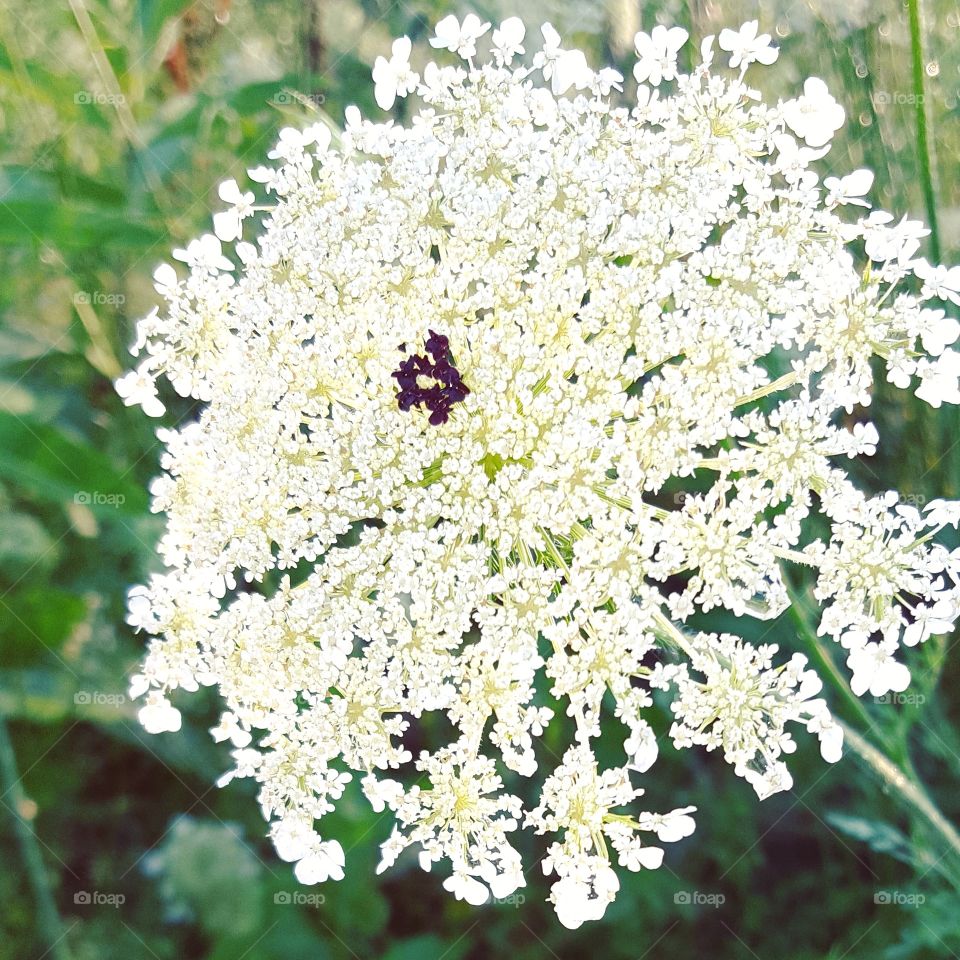 Queen Anne's Lace brings grandeur to a simple field in summer.