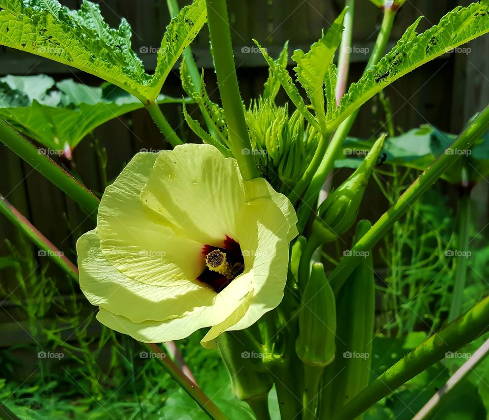 Okra Blossom- A lovely bloom and growing lady fingers on a South Carolina okra plant.