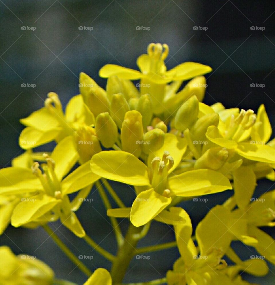 yellow weeds