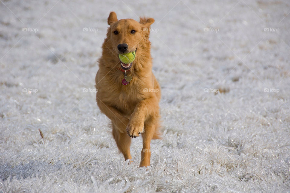 Golden retriever retrieves tennis ball on the ice encased field after