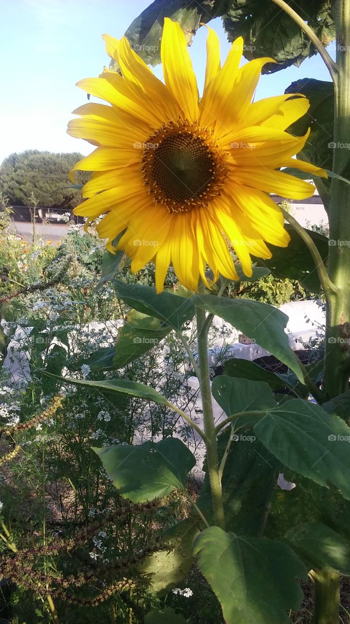 sunflowers