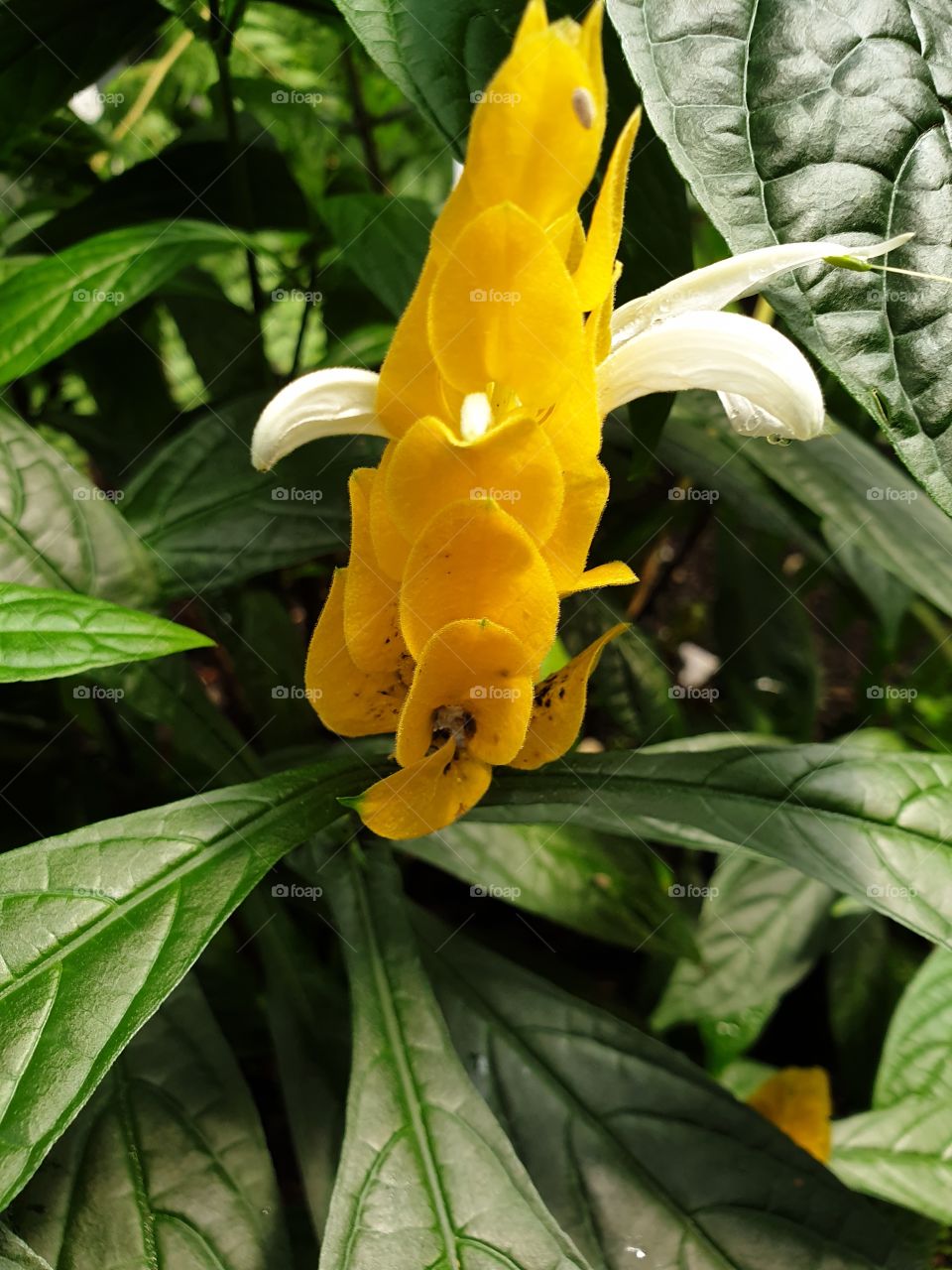 Palmengarten Frankfurt