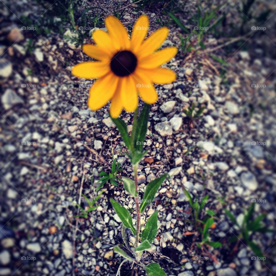 Black eyed susan all by itself