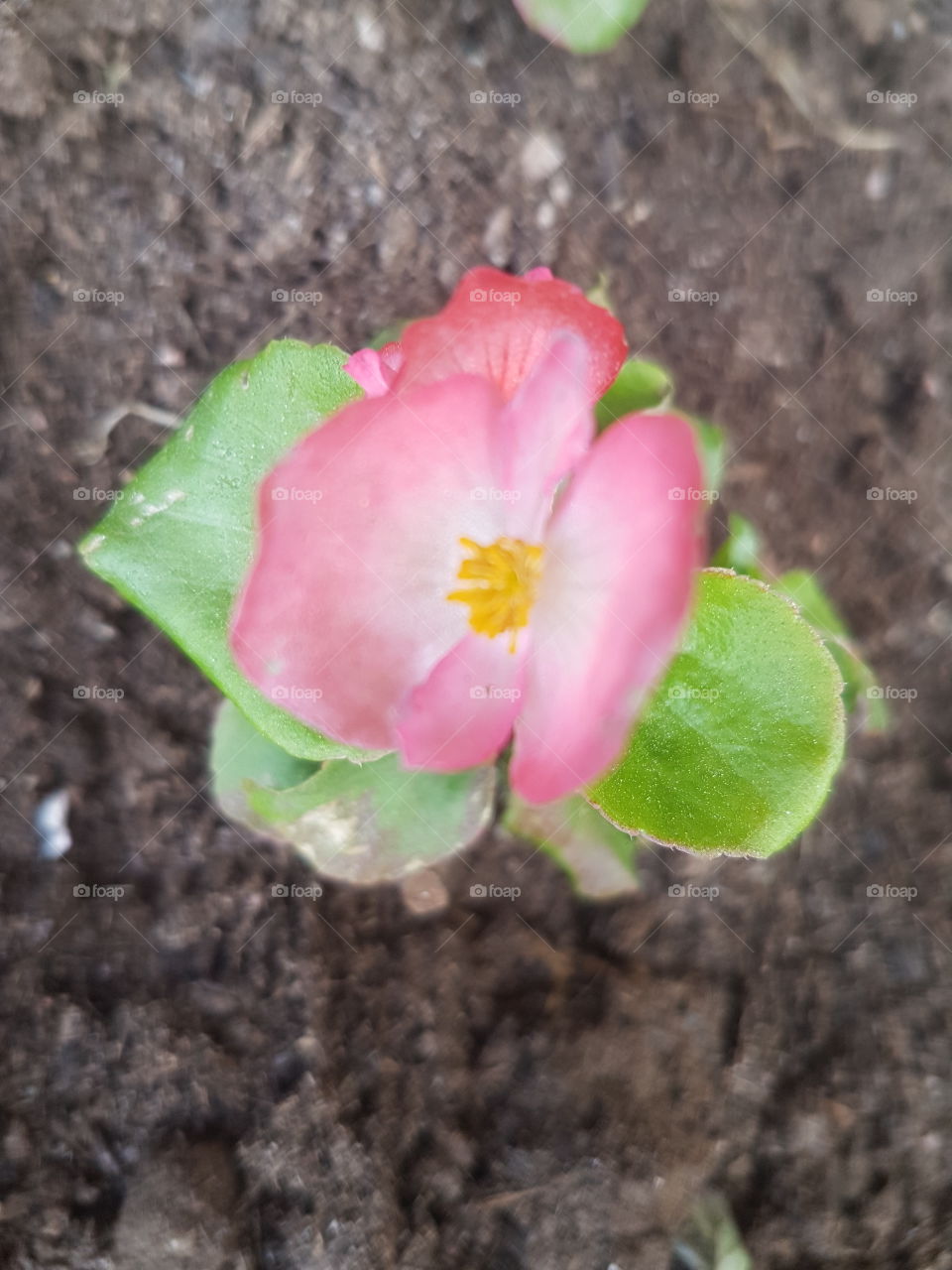 En liten rosa blomma planterad