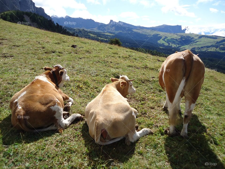 Three cows sitting on grass