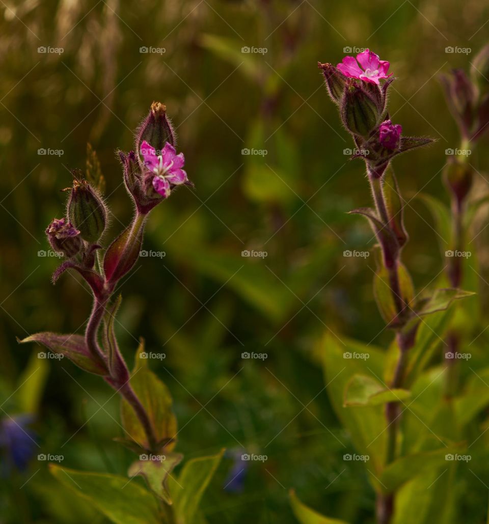 Bloom in Magenta