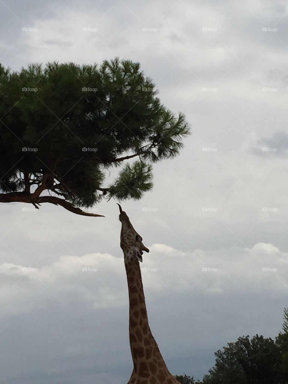 Je l'aurai de ma langue !
