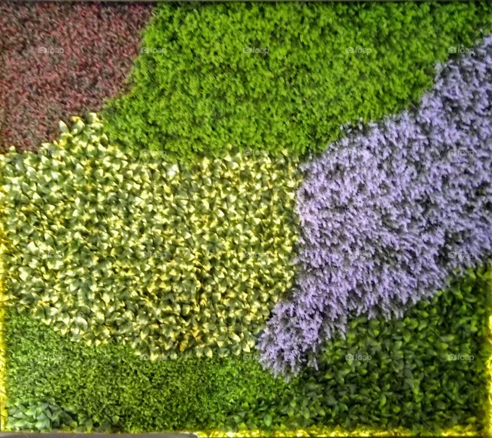 Field