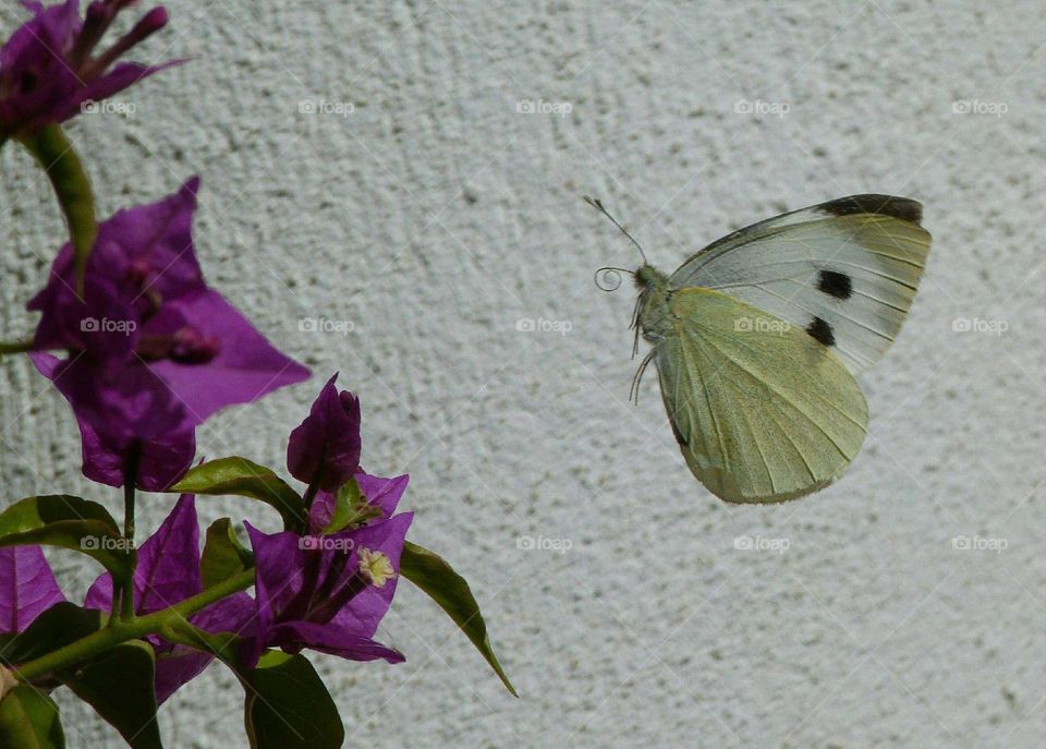 The flight of the butterfly