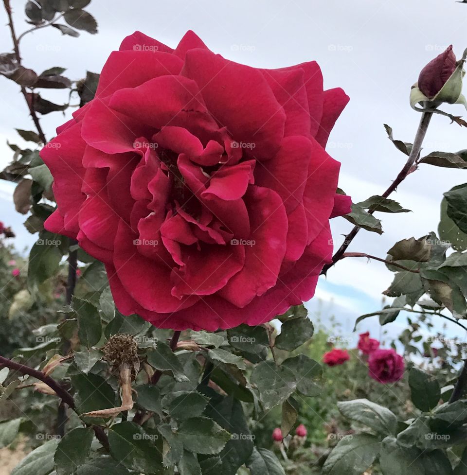 Red Rose Fully Opened