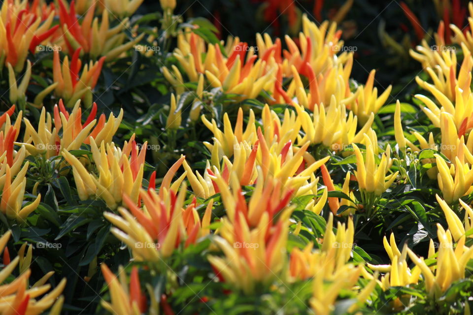 The colorful hot chillies