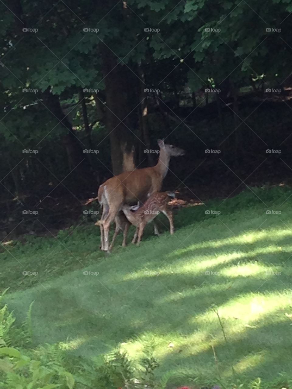 Doe a Deer. Mother deer with two babies