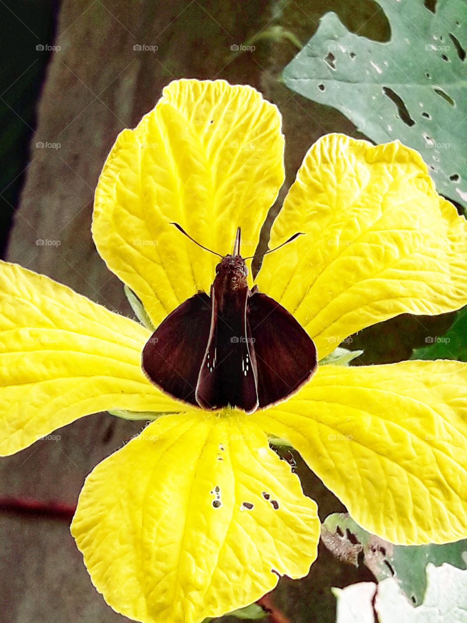 A littile butterfly sitting on a yeallow vagitable flower