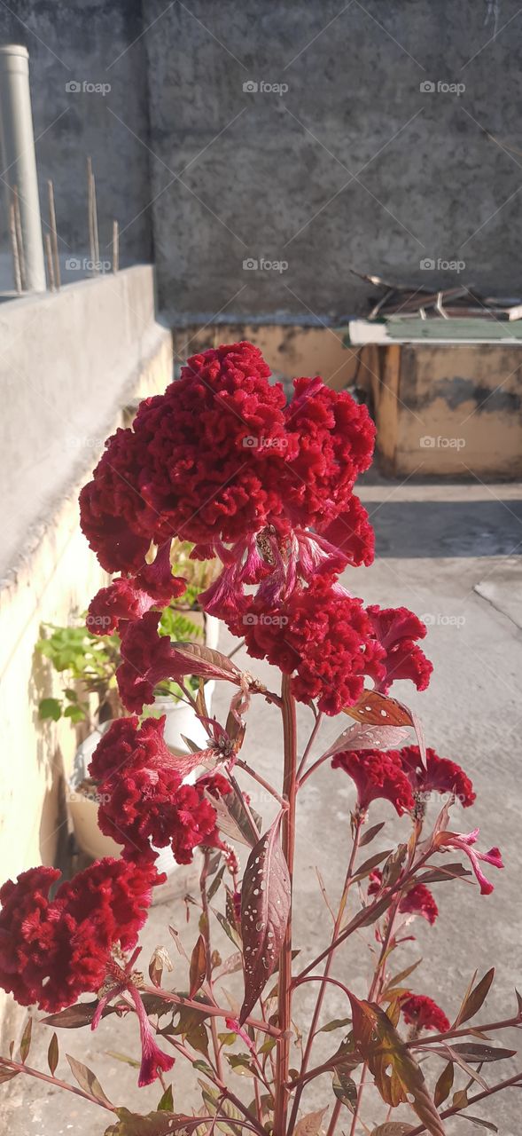 Beautiful flowers in my garden