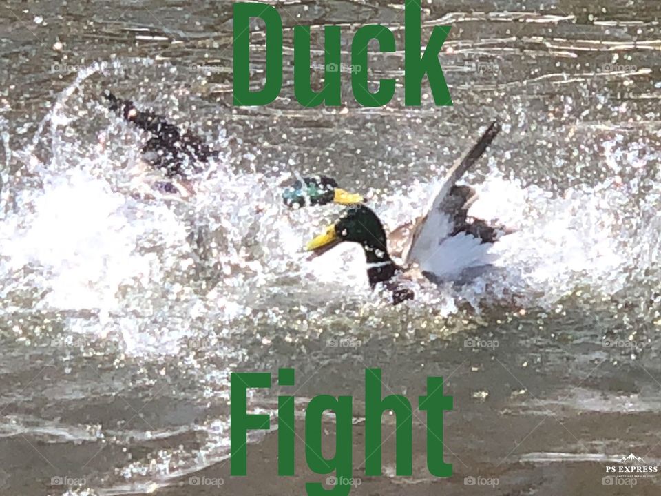 Ducks fighting