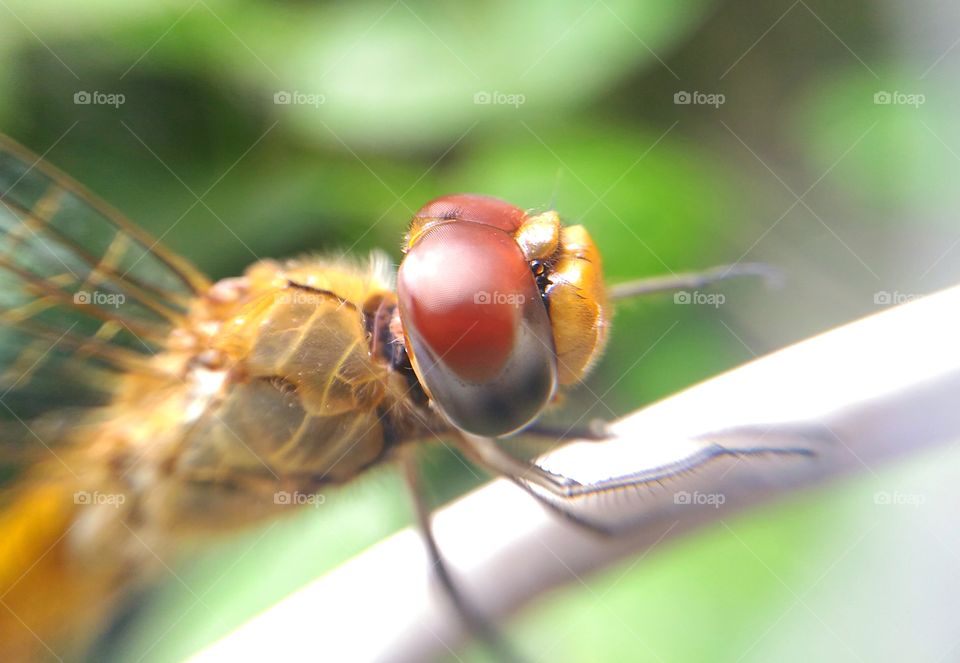 Dragonfly head, it's a micro picture