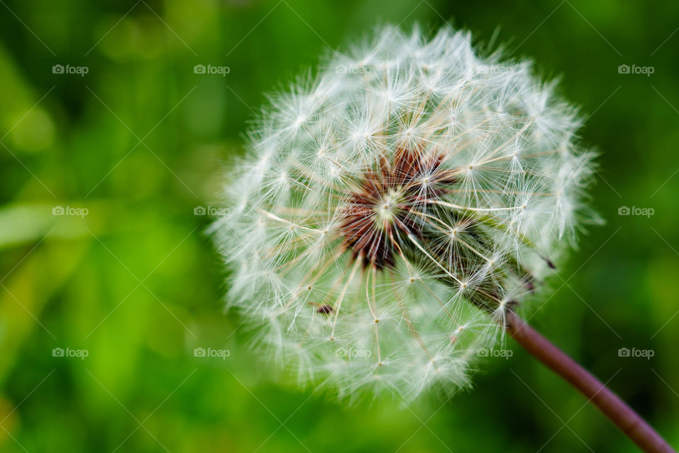 Close-up of dandelion flower