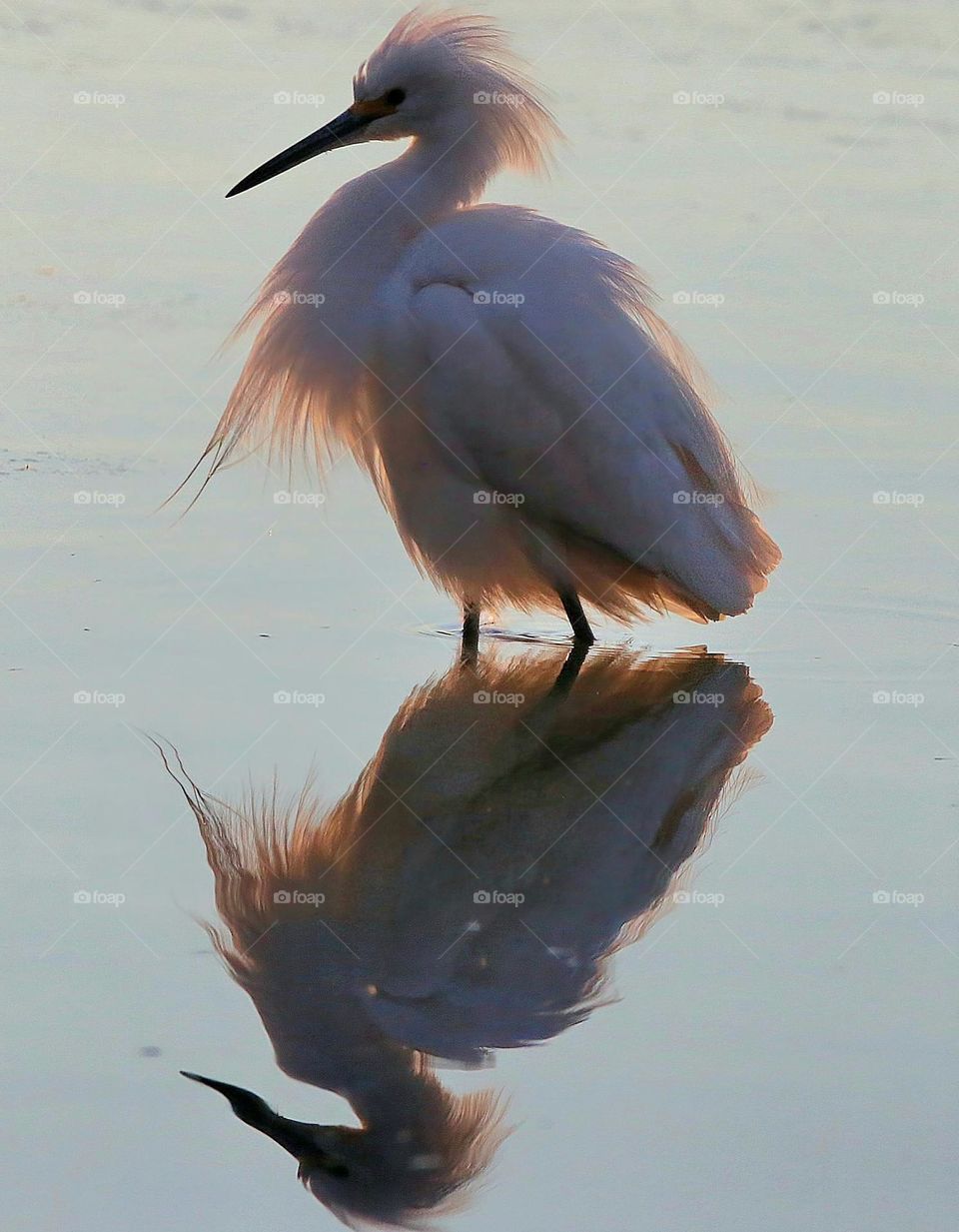 Snowy Egret Backlit at Dawn