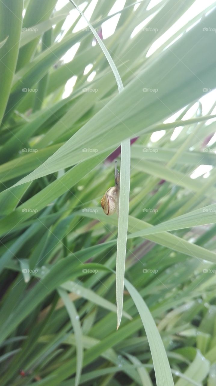 small snail