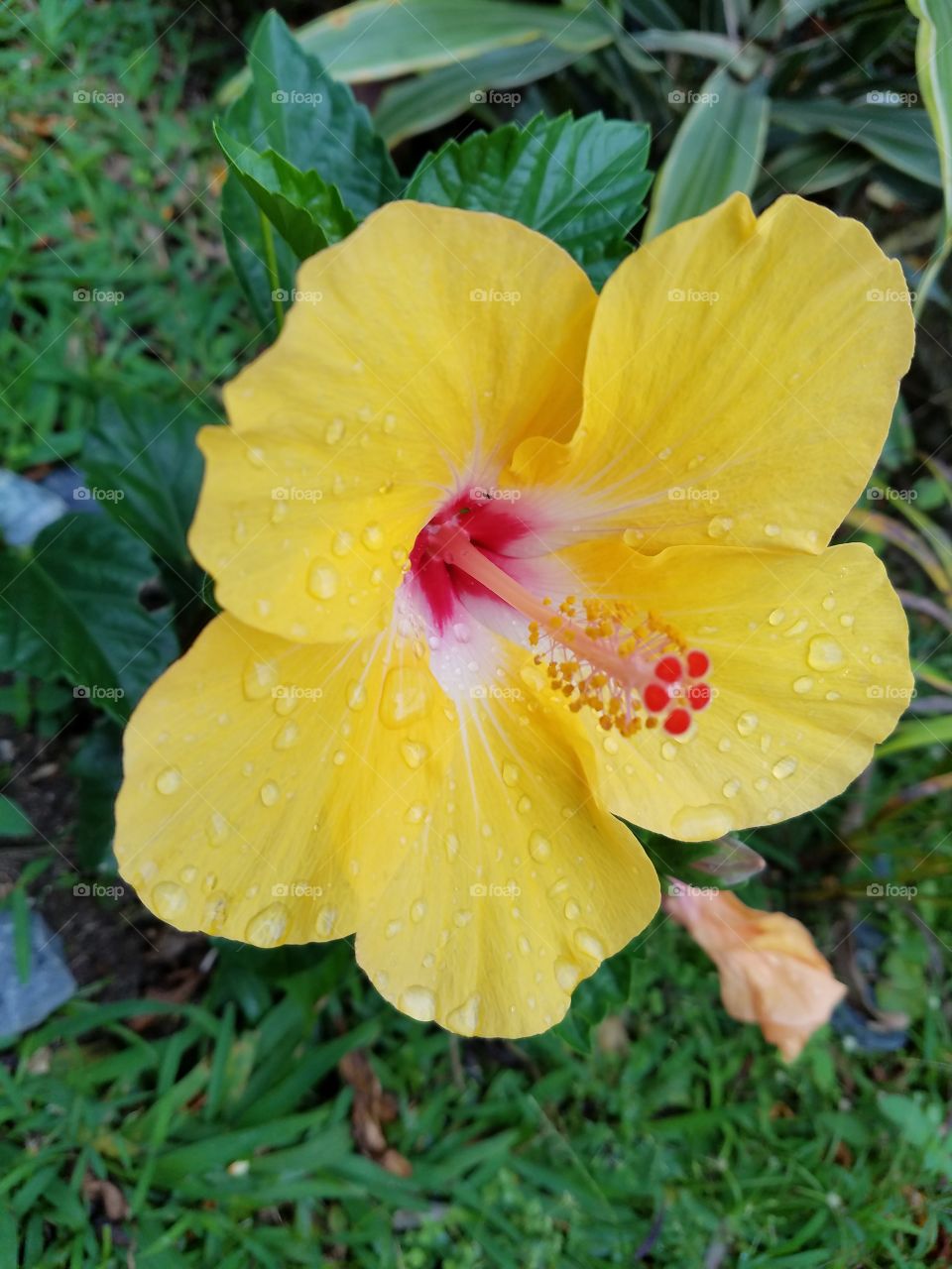 yellow hibiscus