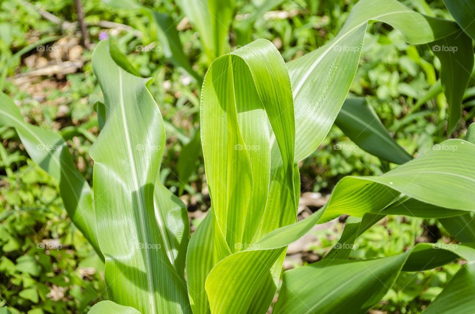 Top Of Corn Plant