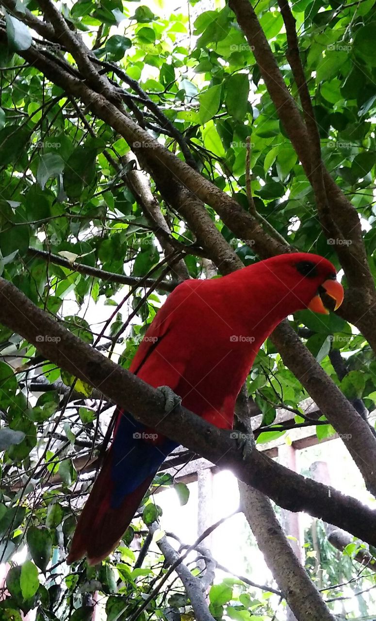 A redhead parrot
