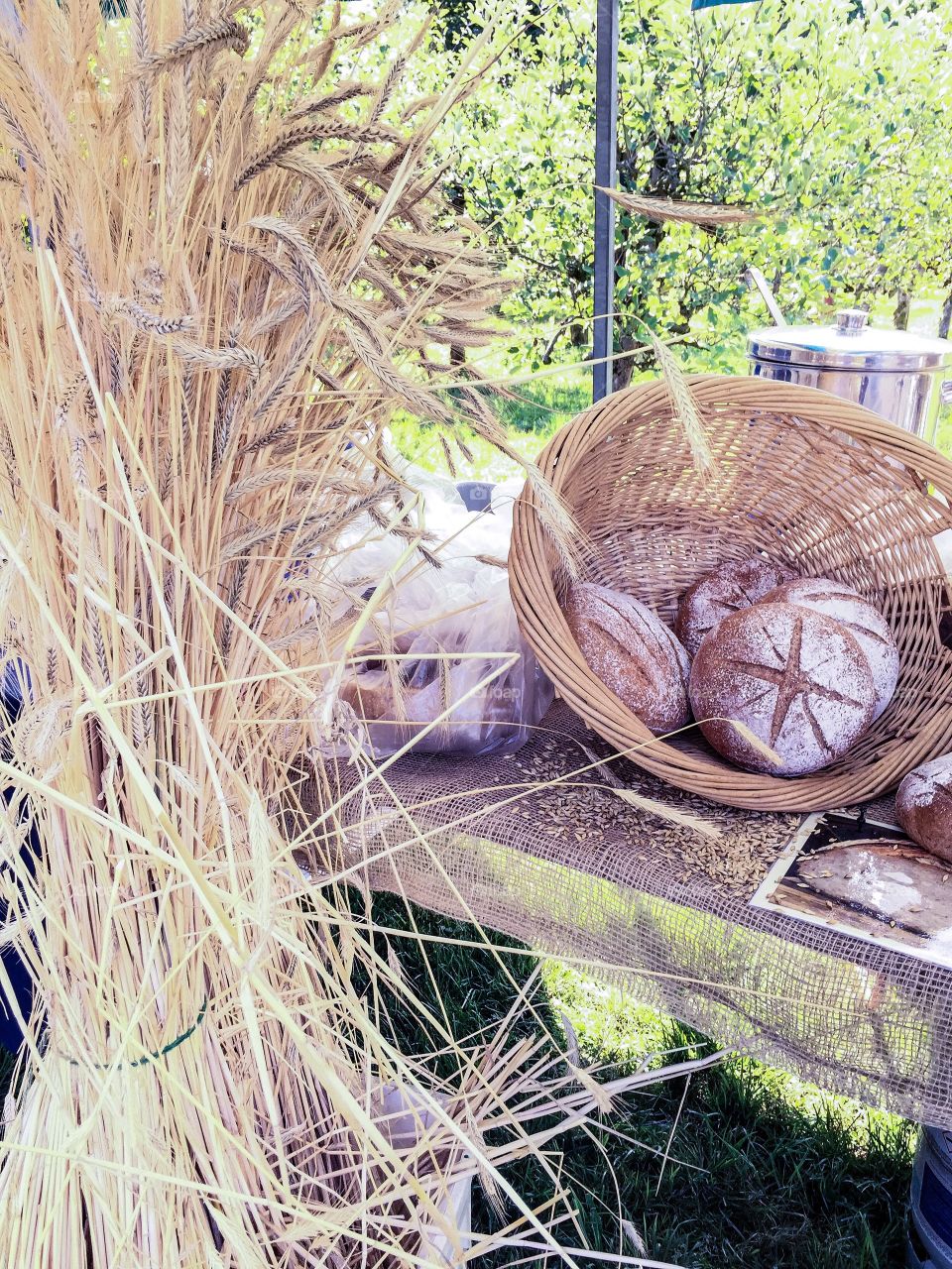 Wheat and wheat breads