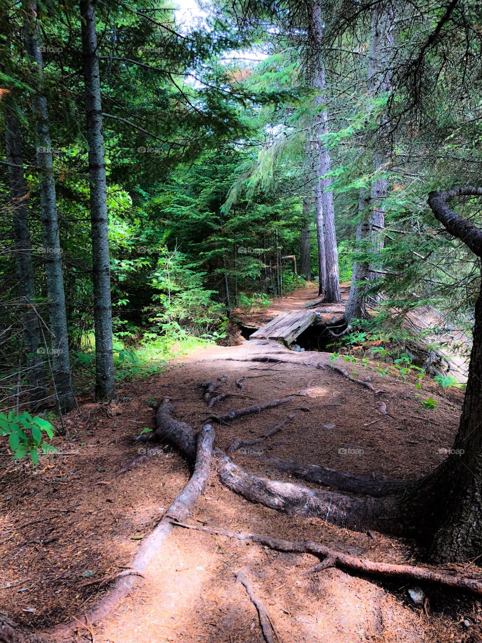 Forest trail