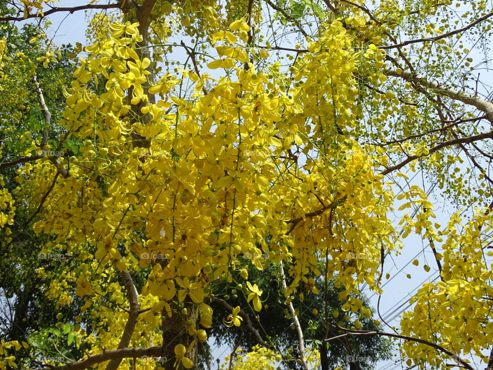 kanikonna (Vishu)