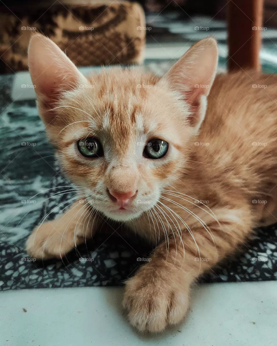 yallow cat yallow eyes view