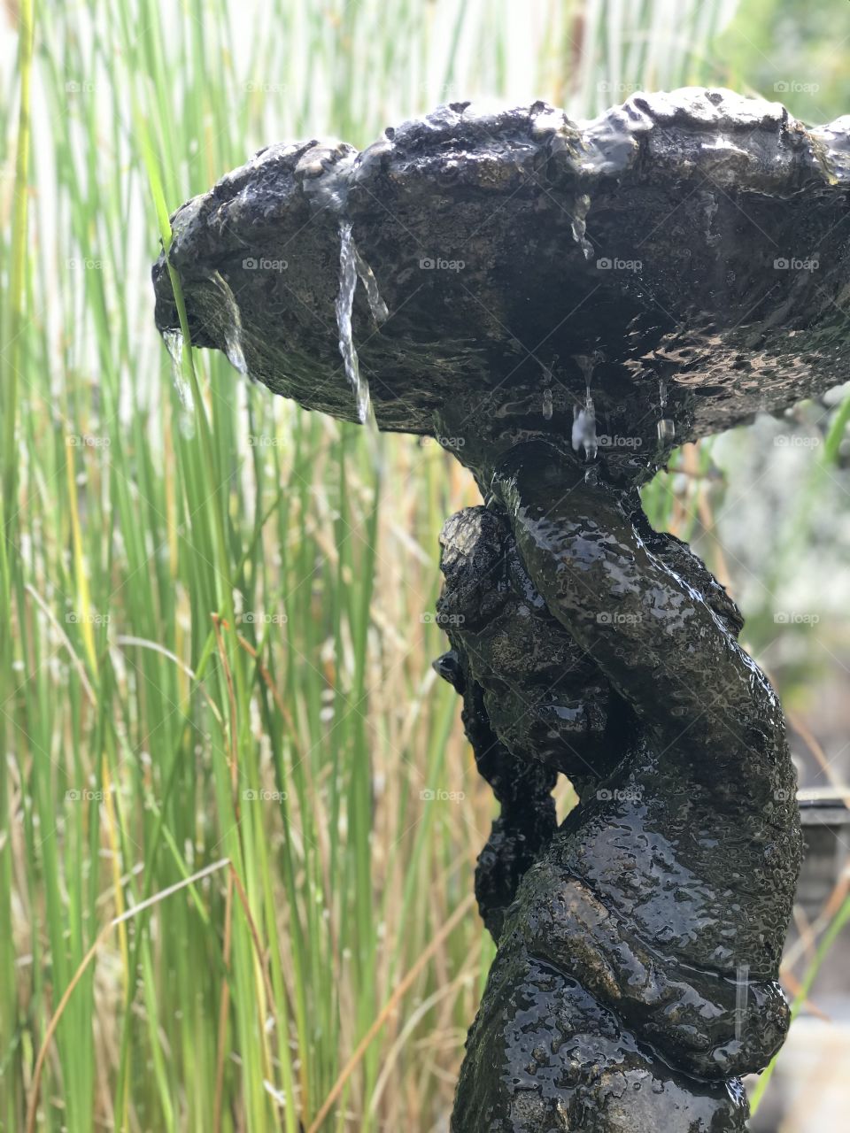 Fountain in my backyard