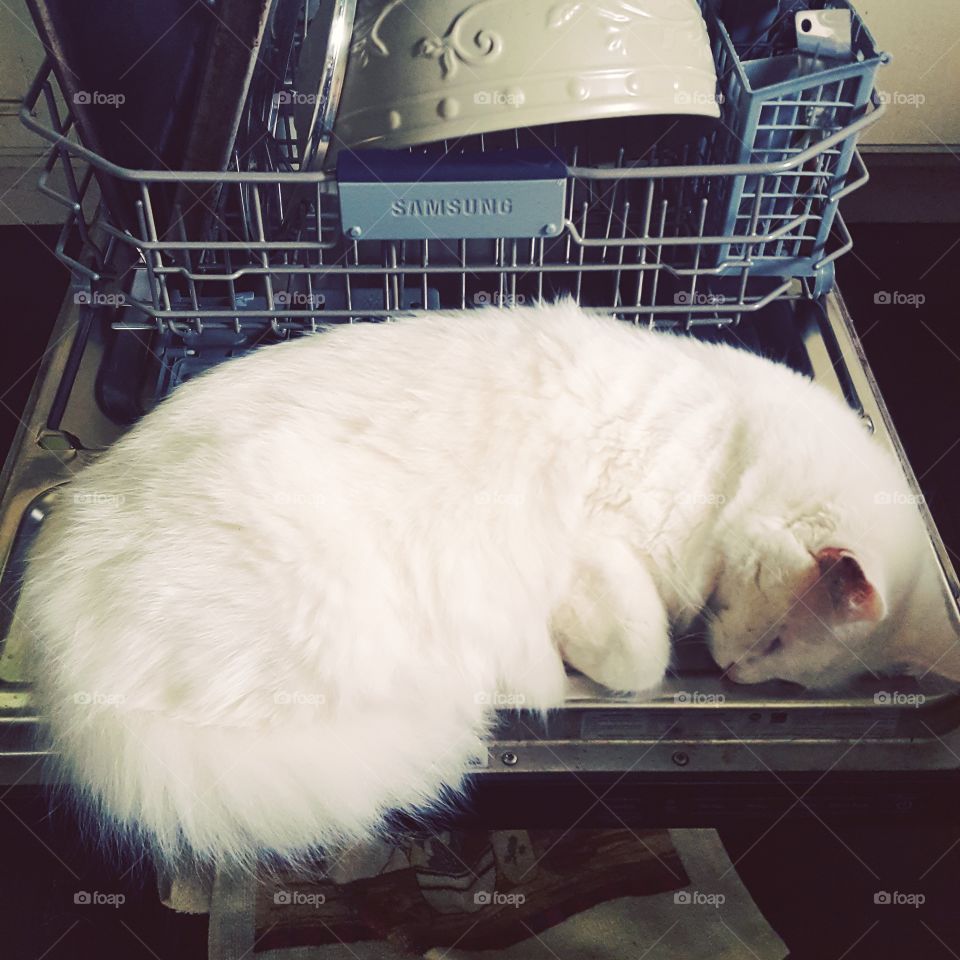 Cats sleep in the strangest places. Kitty naps in the dishwasher.