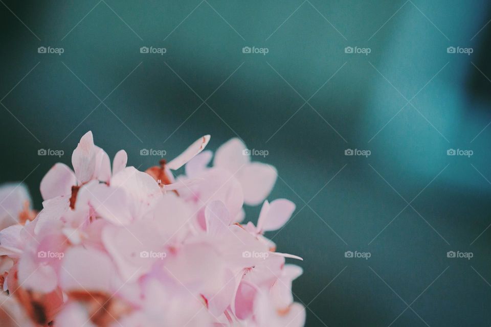 macro pink flowers against real blue background in spring