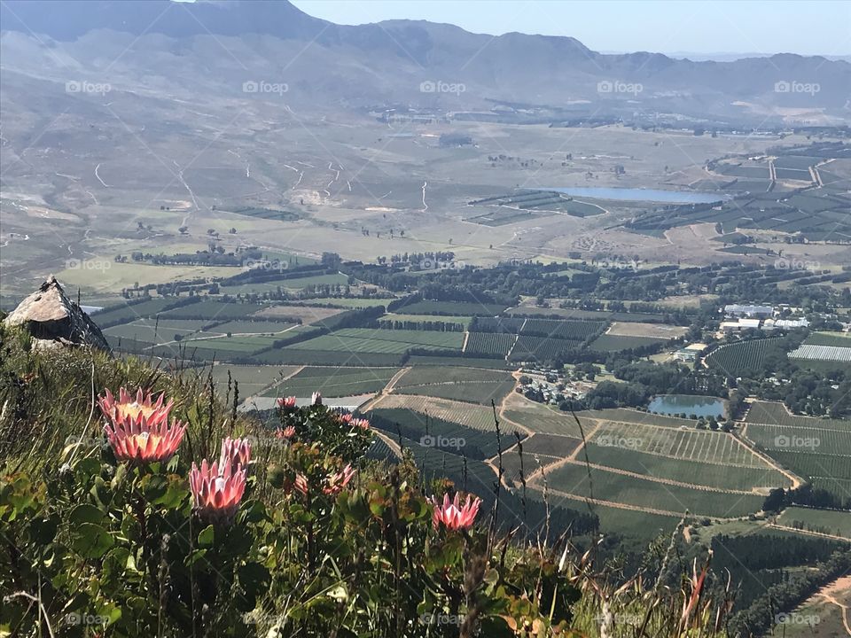 Our local treasure! Beautiful proteas overlooking the lush vineyards below