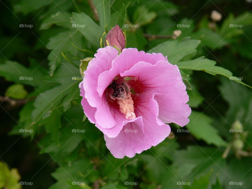 a closeup pic of an hollyhocks pink flower with an insect inside doing pollination job