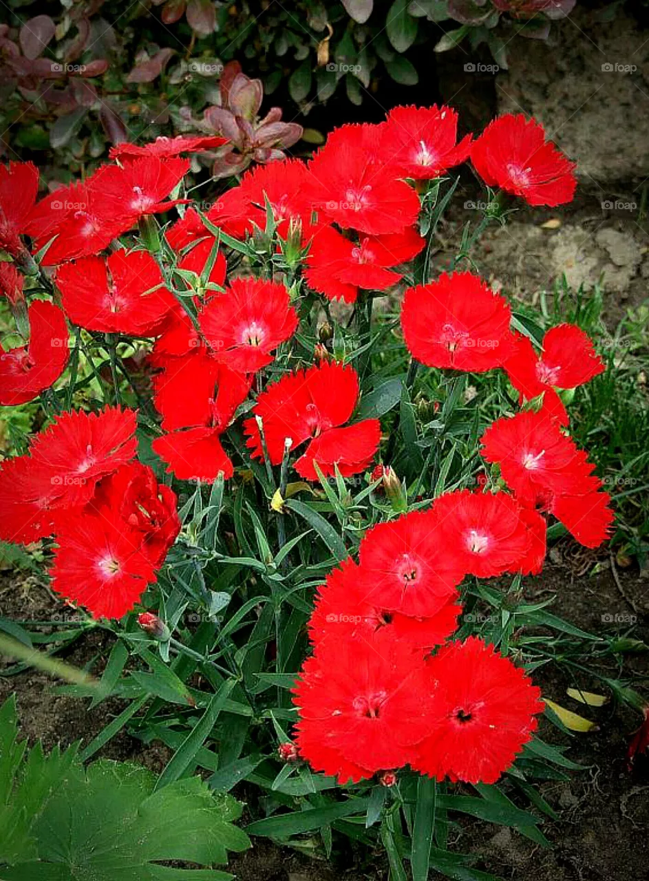 flowers