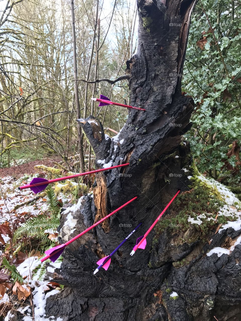 Five pink arrows stuck in a tree branch in the forest