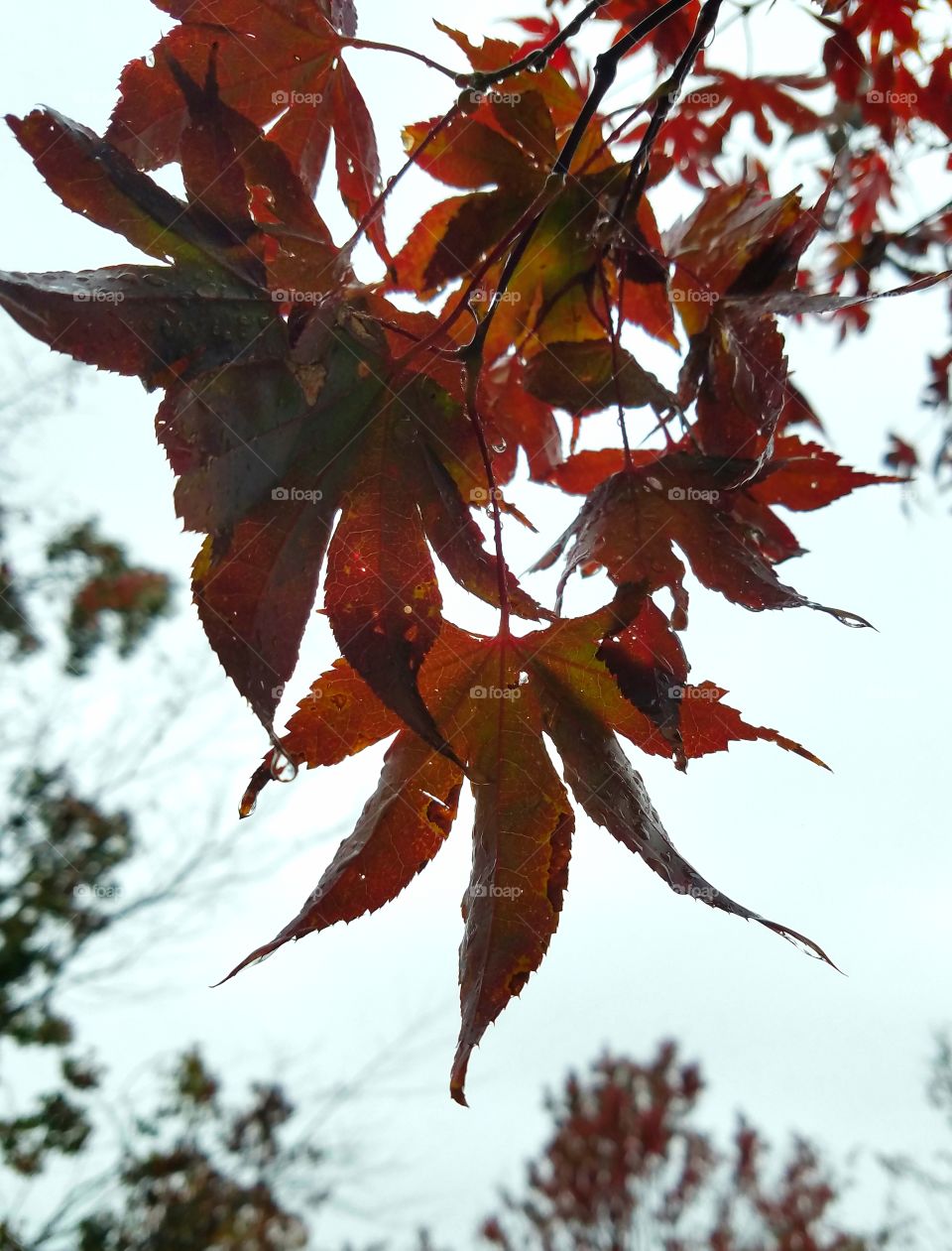 red maple