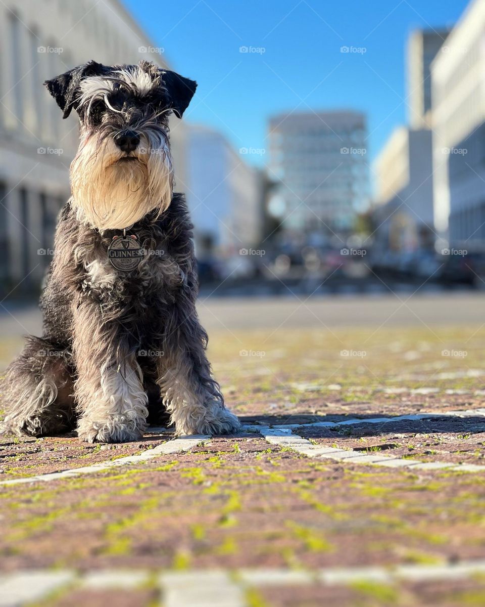 Schnauzer in Rome EUR