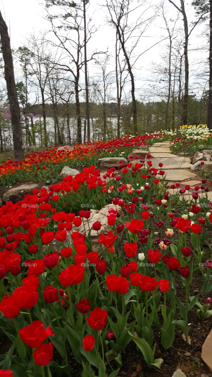 red Floral Garden landscape Park environment rocks gardener