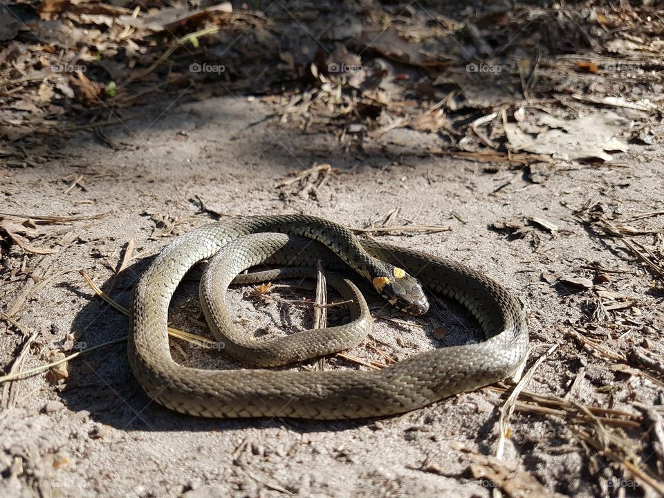 adder on the ground. asp