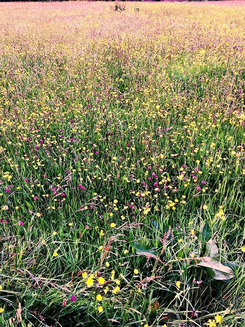 Flowery Meadow