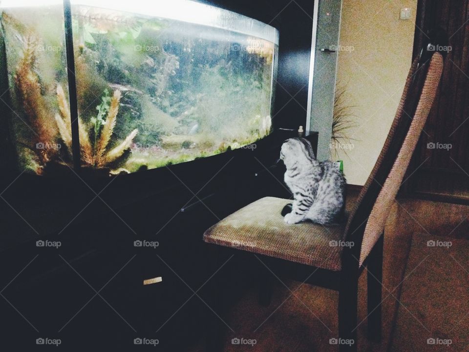 Funny kitten looking at aquarium 