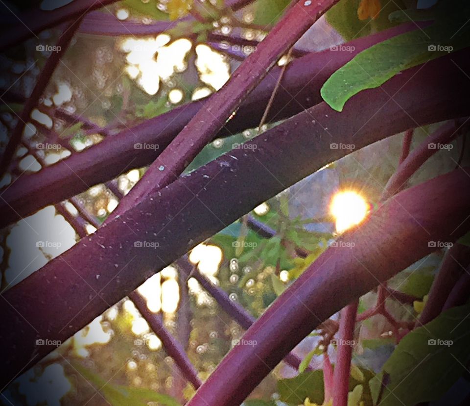 Sun through trees. Sun through trees
