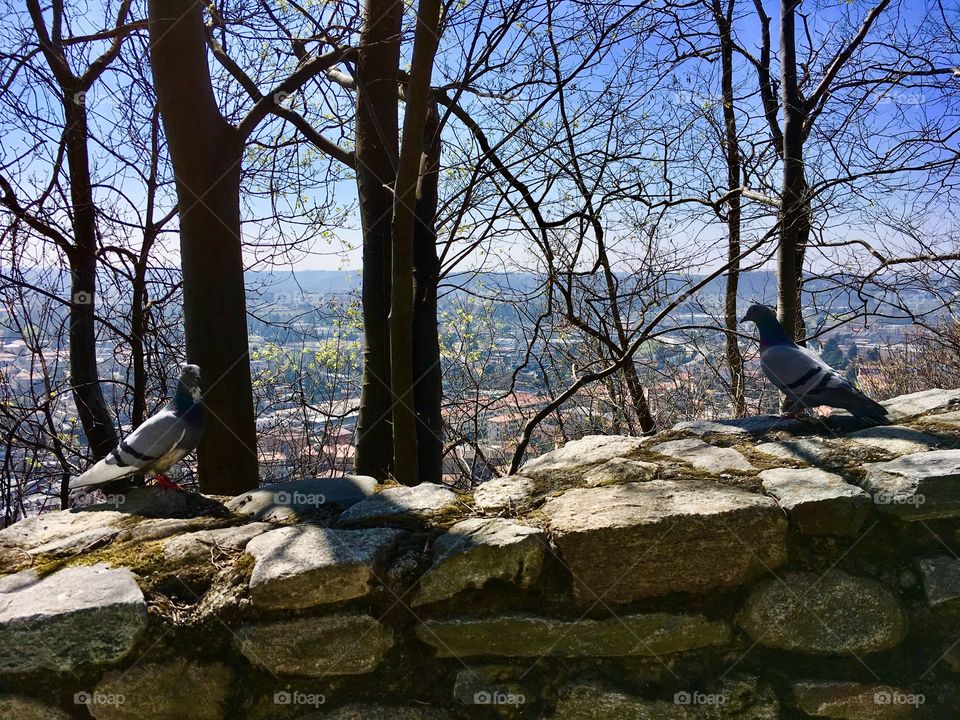 two pigeons on a low wall in the hills