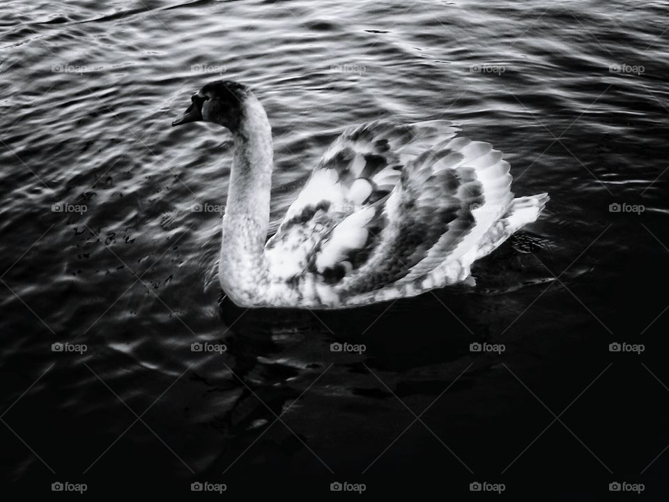Swan Lake