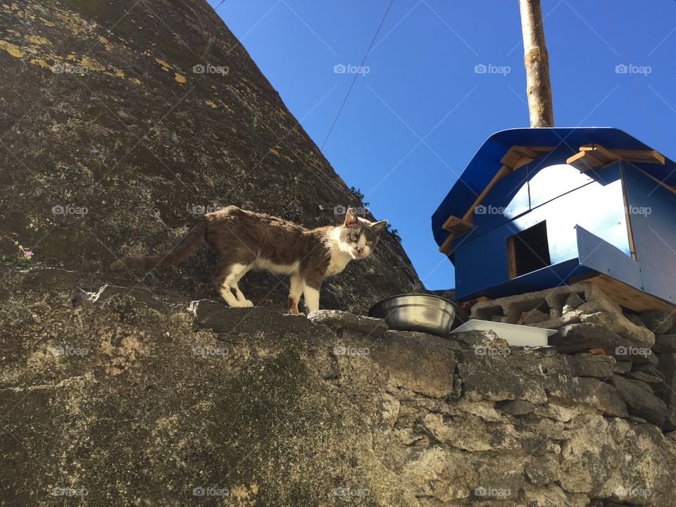 Cat in Madeira 