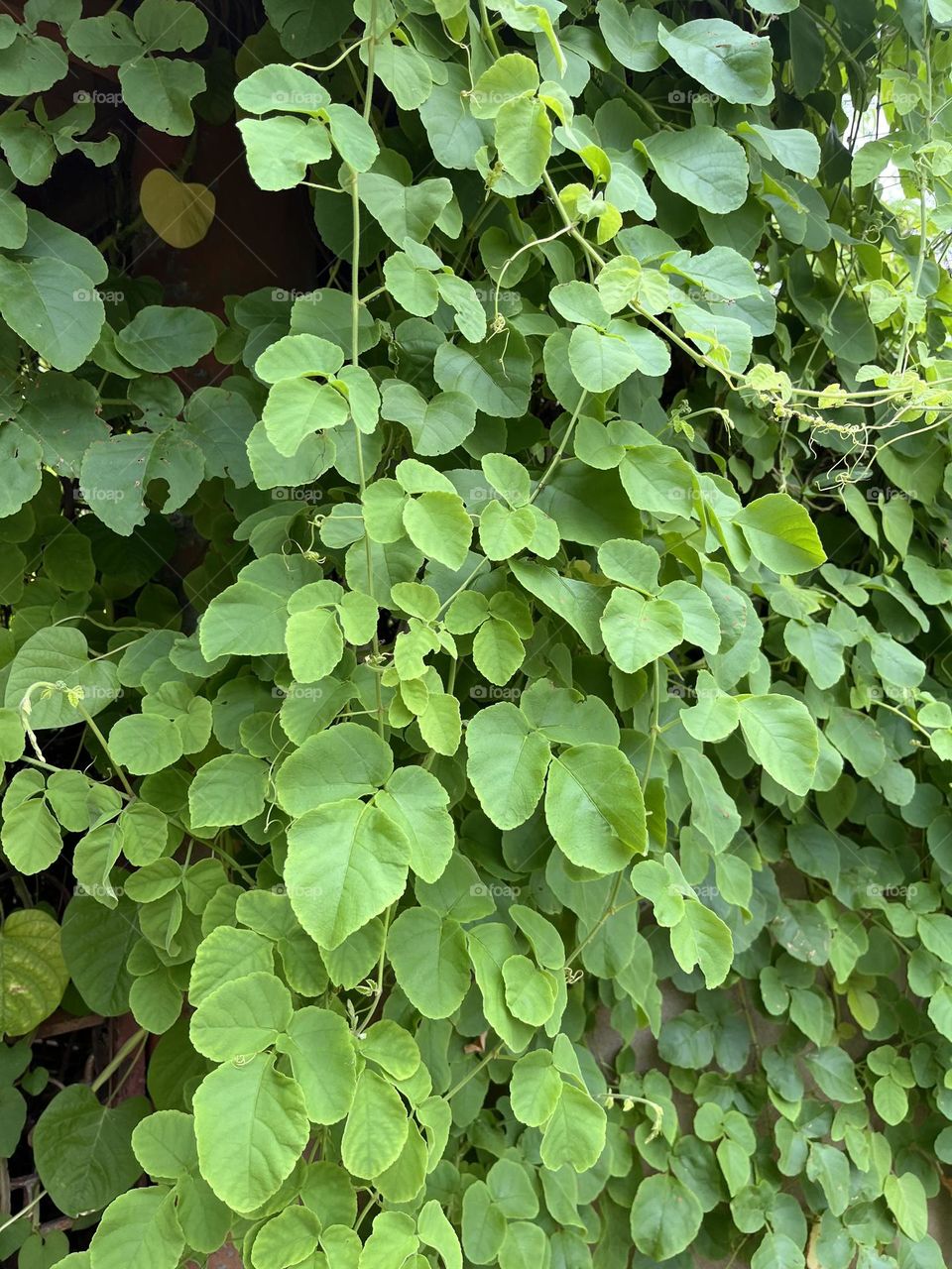 Plants around us @ Upcountry ( Thailand)